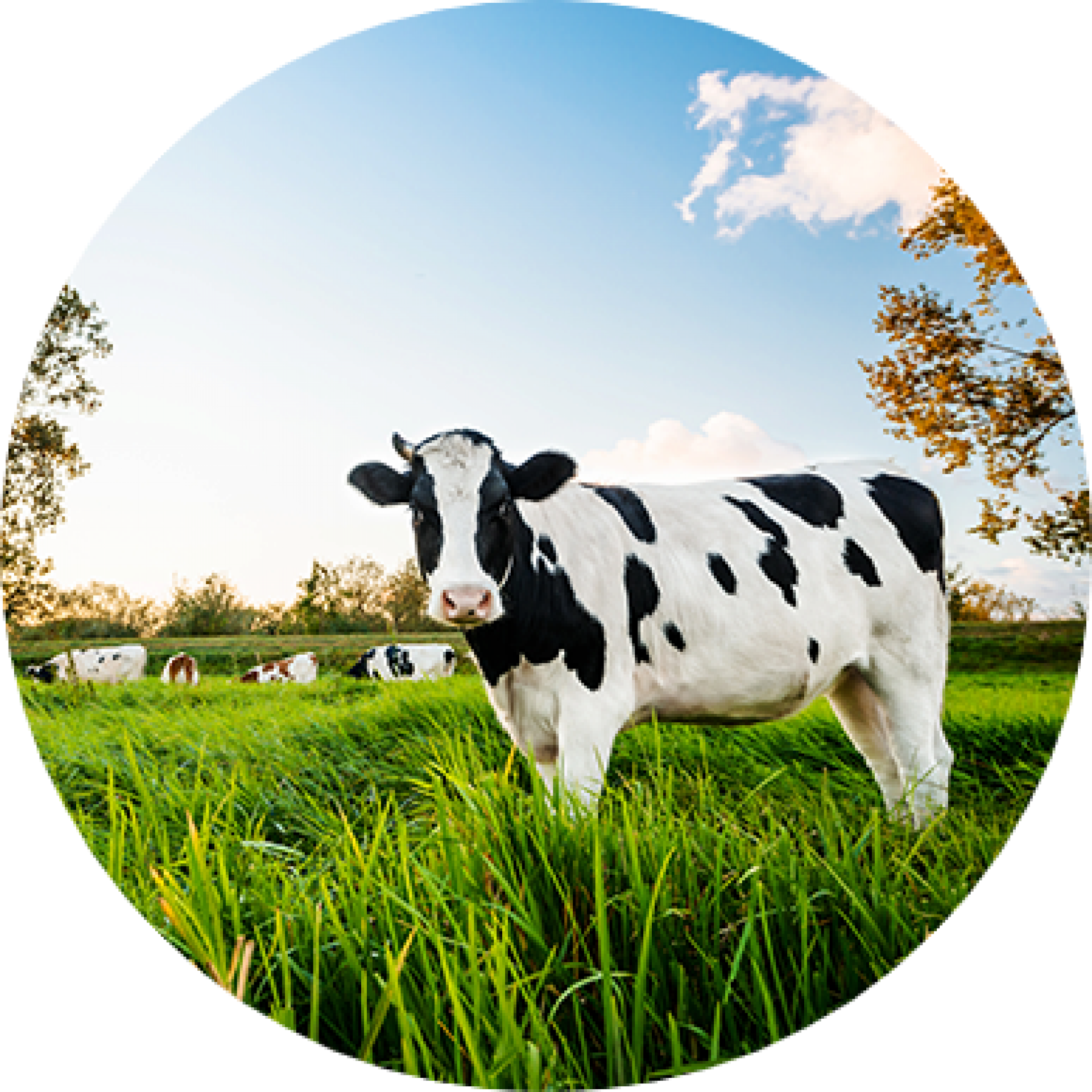 odbior-zwierzat-round